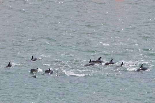 26 June 2021 - 11-06-59
The best I could do - 12 in one shot. Go on, count them, you disbelieving lot.
Don't forget, this is all photographed in front of our house in Above Town, Dartmouth
---------------
Dolphin invasion of the river Dart, Dartmouth